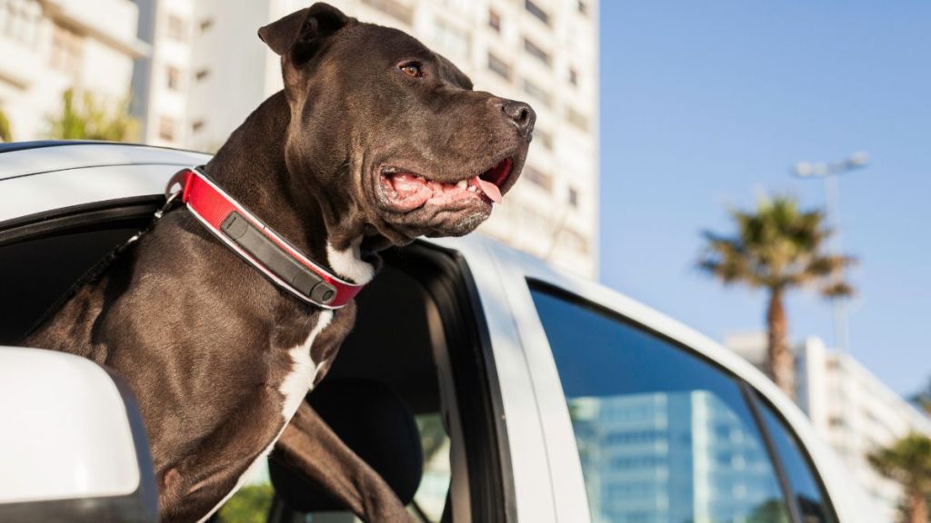 Young pit bull terrier hanging his head out of a car window, the car is driving through the city.