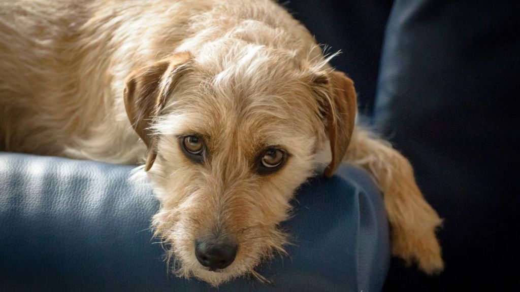 Jack russell terrier mix lies on the couch