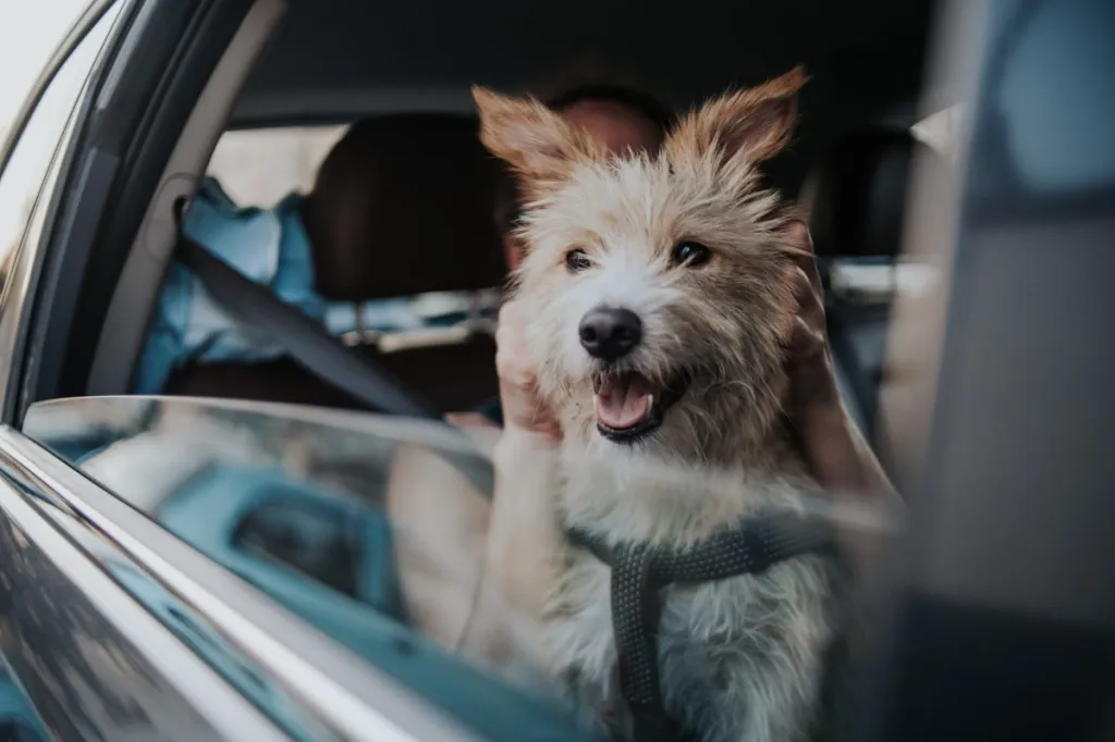 A young Portuguese Podenco dog traveling with his owner in a car, in need of maropitant citrate for motion sickness.