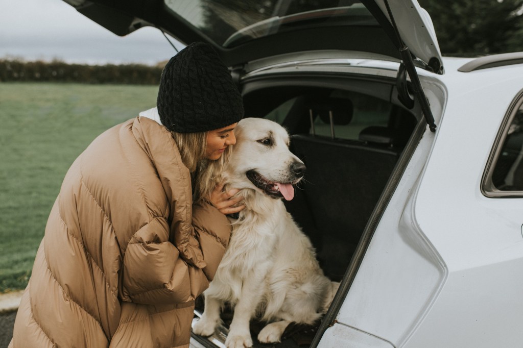 Un Golden Retriever assis dans le coffre d'une voiture, sa jeune maîtresse lui donnant du citrate de maropitant ou Cerenia pour chiens avant leur voyage.