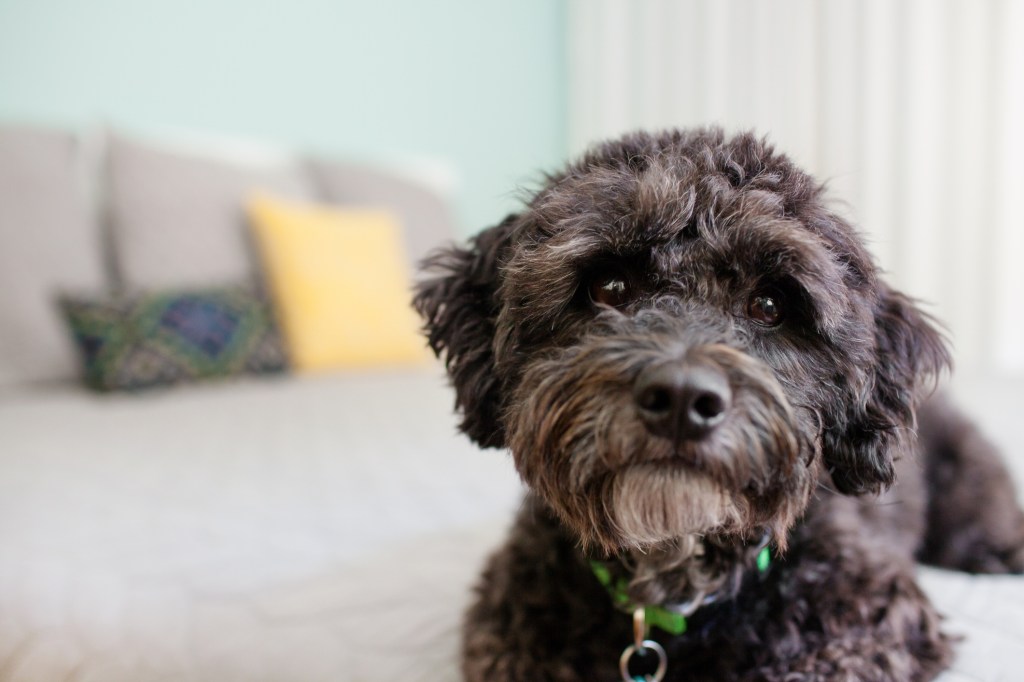 Portrait of Schnoodle puppy near bed.