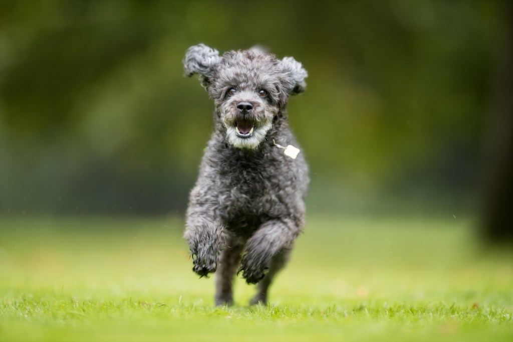 Beautiful Schnoodle dog photographed outdoors in nature.