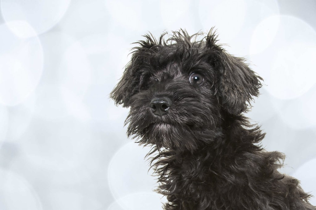 Headshot of a cute grey and black Schnauzer/Poodle mix puppy looking at the camera sitting in front of a coloured backdrop.