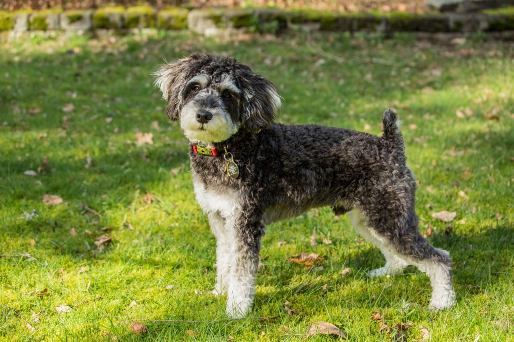 Schnoodle puppy posing in his yard.