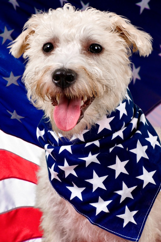 A studio shot of a young white Schnoodle wearing an American Flag bandanna against an American Flag background.