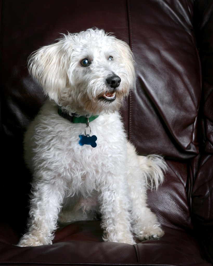 A 6-month old Schnoodle puppy.