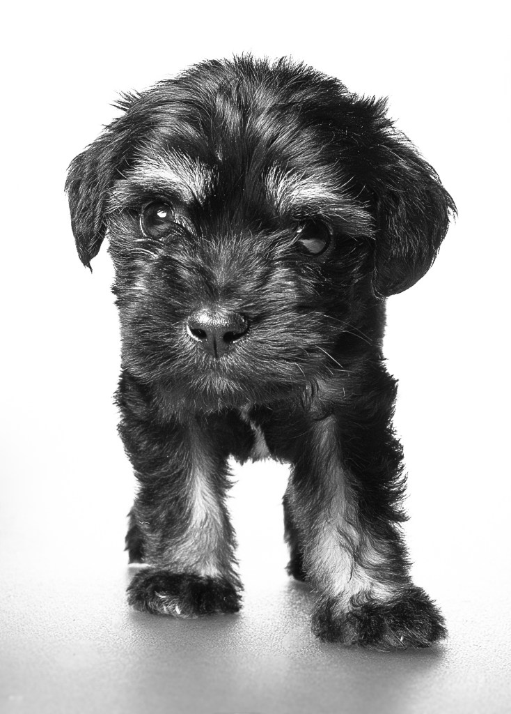 Schnoodle puppy.