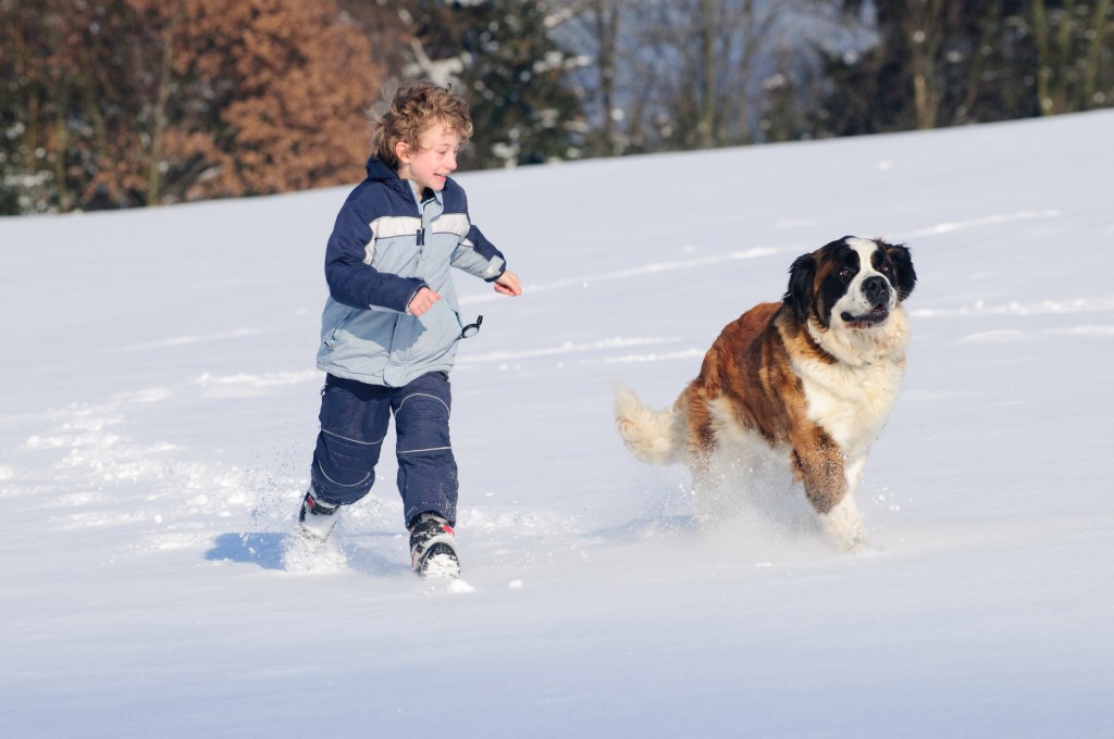 Energetic boy running with large Saint Bernard dog in snow.