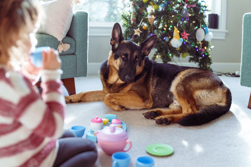 A gentle and obedient pet German Shepard guard dog lays next to a Christmas tree while a little girl plays with a tea set nearby.