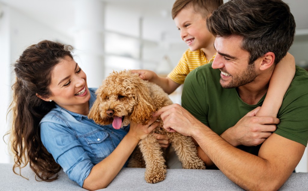 Happy couple with a child playing with a Poodle at home.