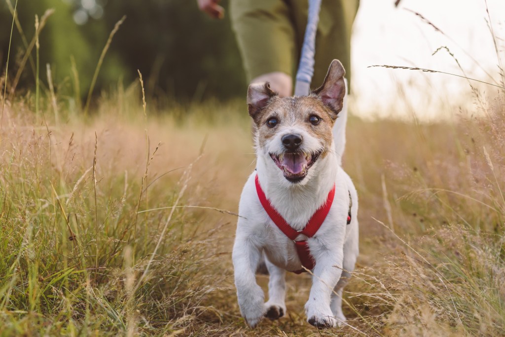 Jack Russell Terrier dog with a harness and a leash — alternatives to wearing a coyote vest.