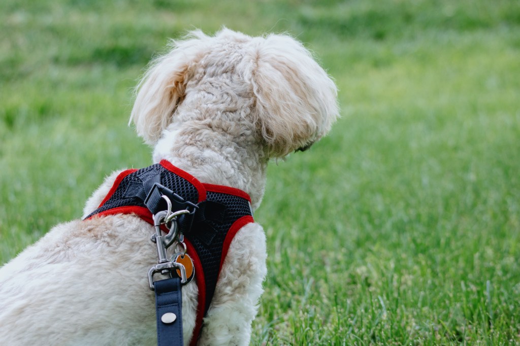 Rear view of a tricolor Coton de Tuléar dog wearing a harness, taking a break in grass to stare into distance.