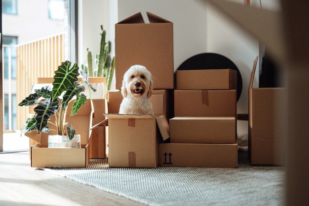 A cute Goldendoodle dog sitting inside a box, moving into a new dog-friendly apartment