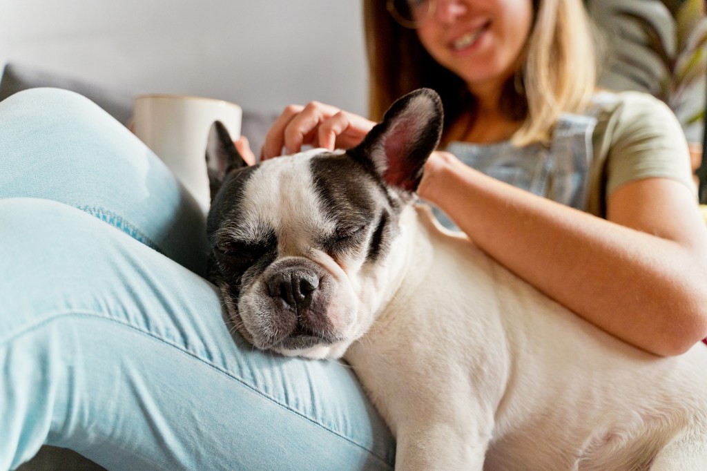 Close up view of young woman caressing French Bulldog on couch in apartment.
