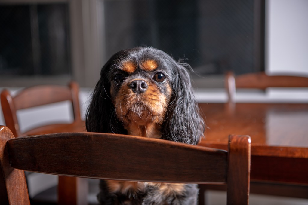 Close up portrait of Cavalier King Charles Spaniel sitting in a chair at the kitchen table.