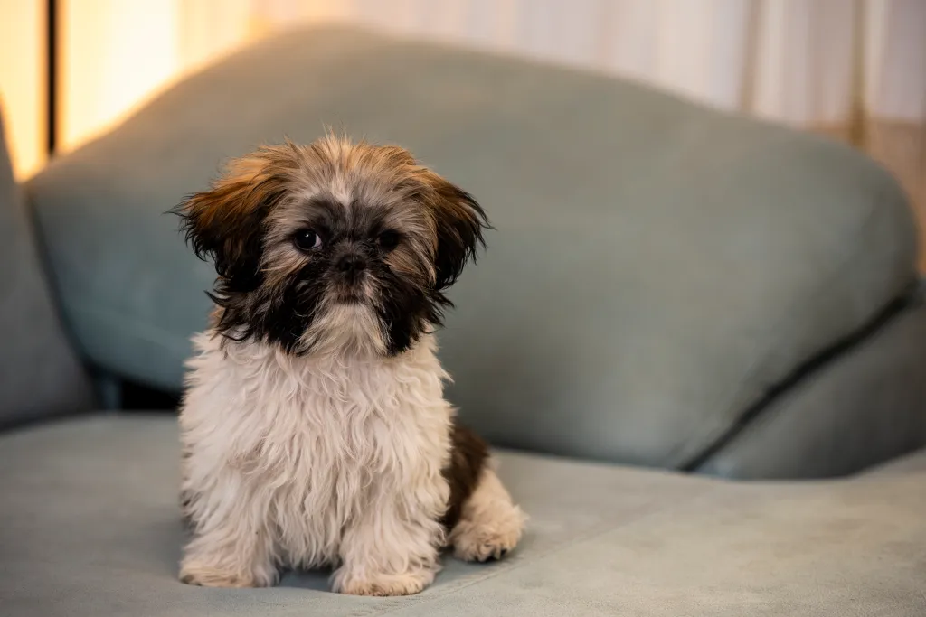 Shih Tzu dog looking at camera sitting on sofa at home.