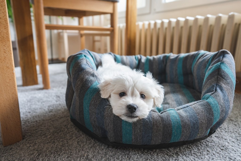 Little Bichon Frise lying on pet bed in living room and resting.