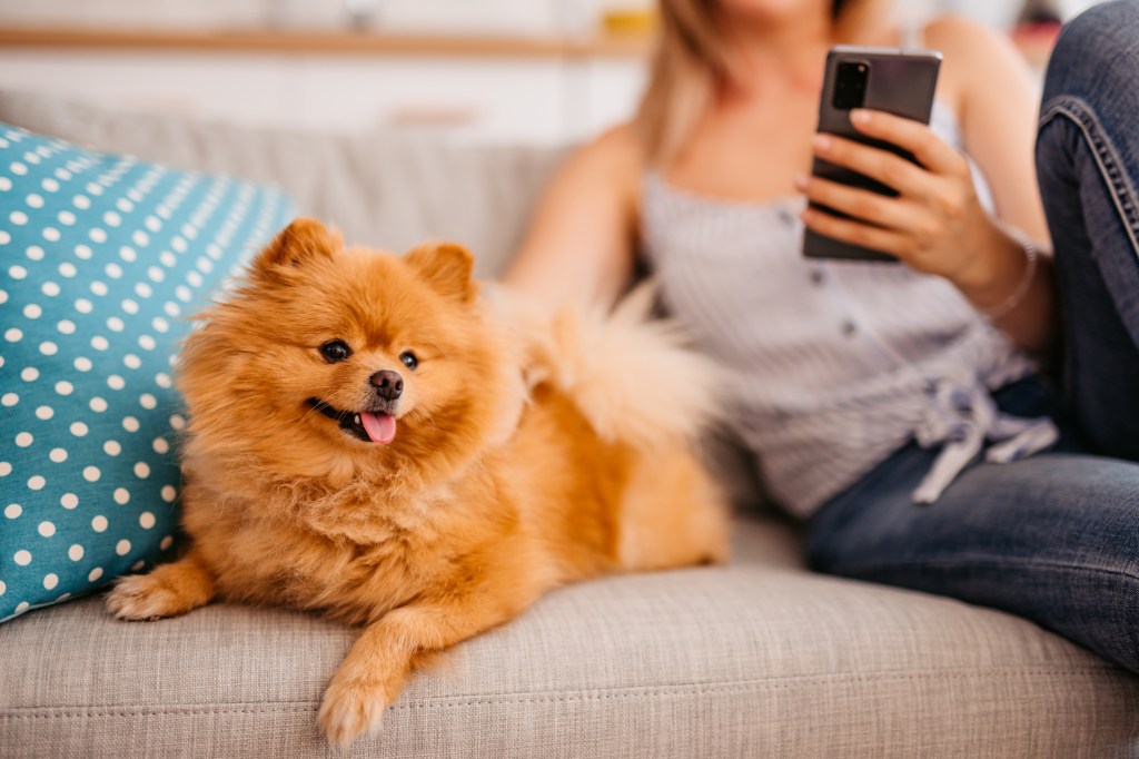 Close-up of a young woman with a cute dog using smart phone while sitting on the sofa in the living room.