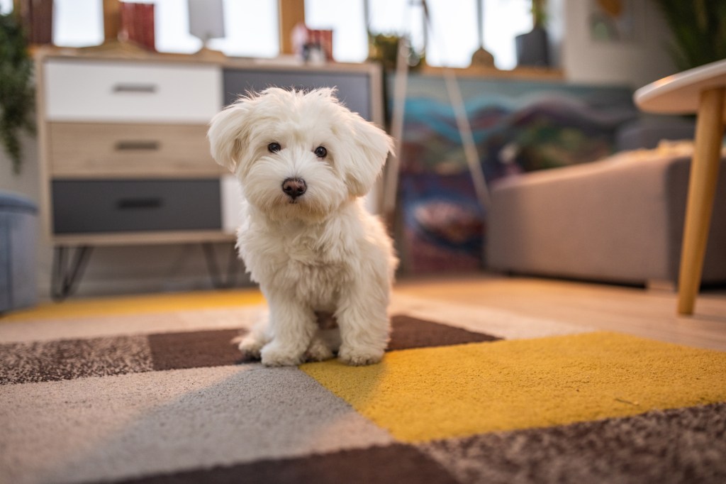Maltese dog on the floor of an apartment.