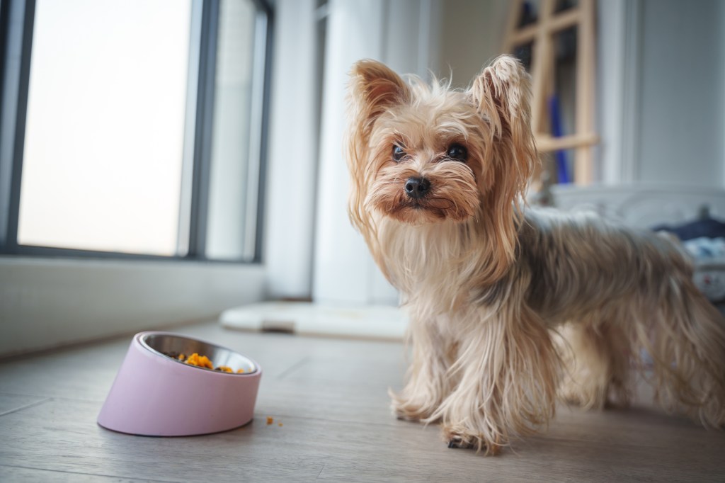 A Yorkshire Terrier dog by his food bowl by the window in an apartment.