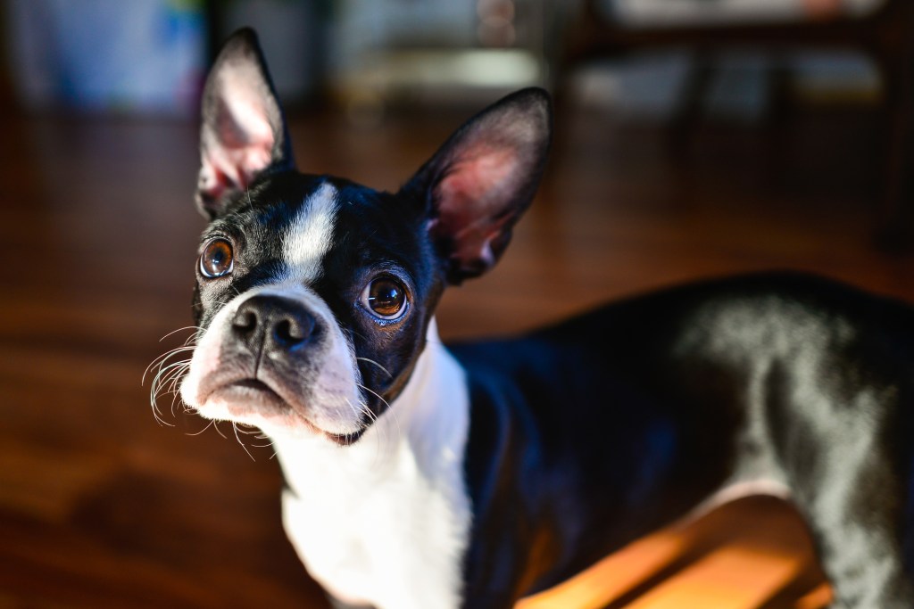 Boston Terrier with curious look.