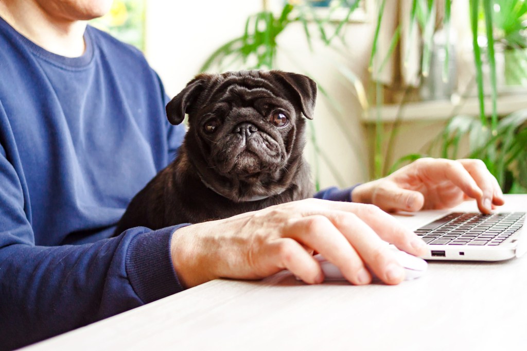Man working at home office with laptop and black Pug dog in arms.