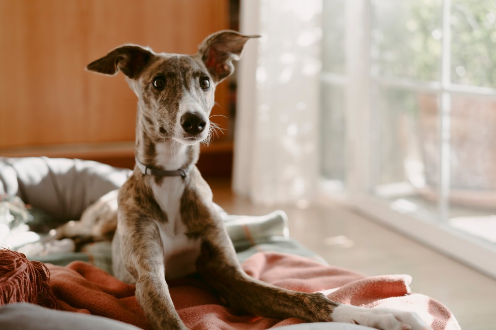 Young Greyhound sitting on his bed looking at camera in an alert position at home.