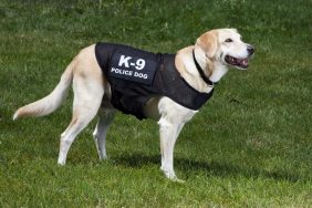 K-9 police dog.