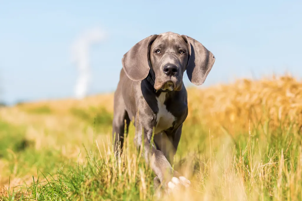 Great Dane puppy runs over the meadow.