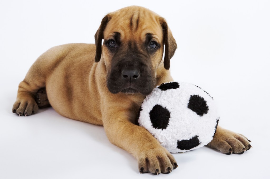 Great Dane puppy with toy soccer ball.