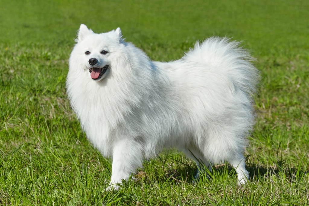 Purebred white Japanese Spitz in spring against a background of grass.