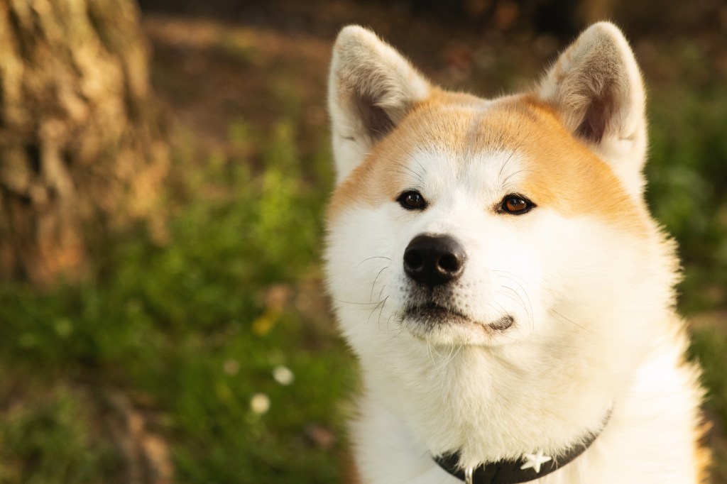 Akita dog in park during summer.