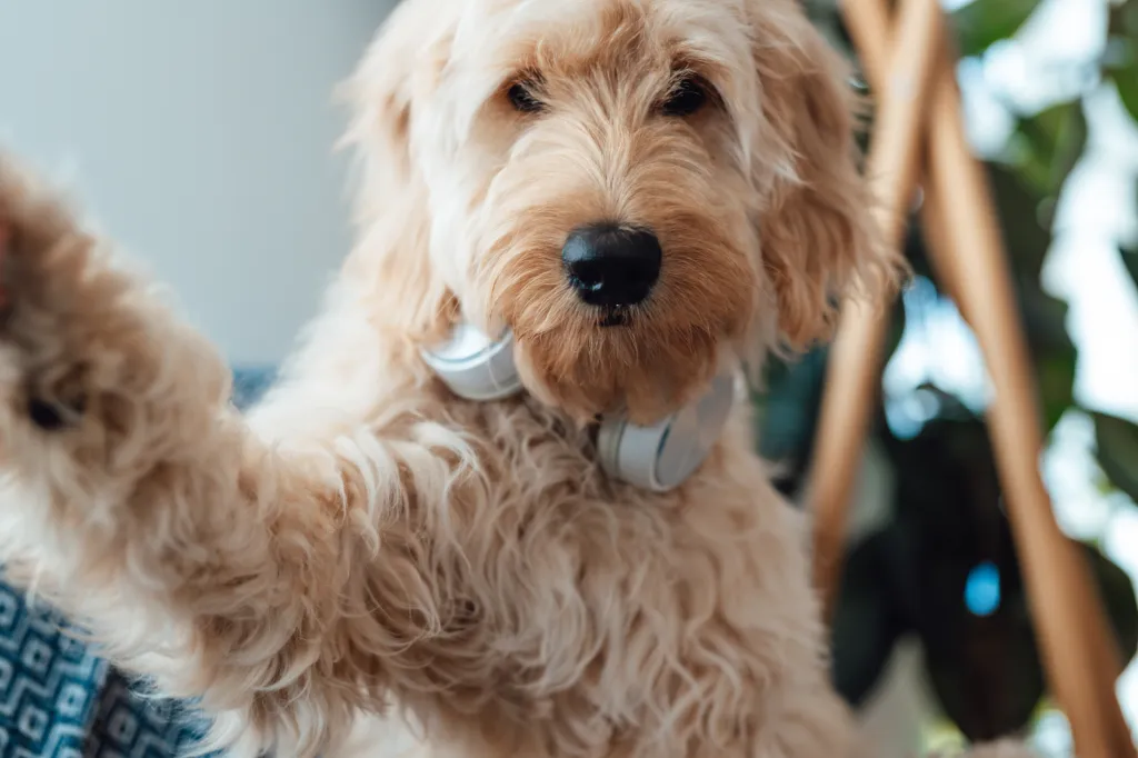 A Miniature Goldendoodle wearing headphones and taking selfie at home.