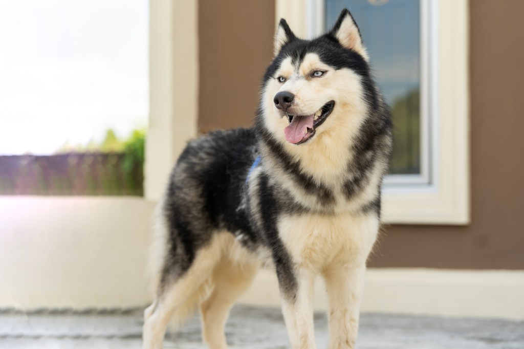Portrait of a wolf-like dog breed — the Siberian Husky.