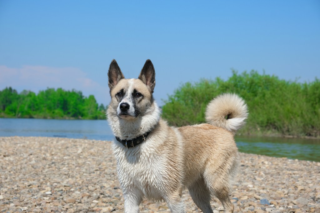 Norwegian Elkhound after swimming in the river, walking near forest pond.