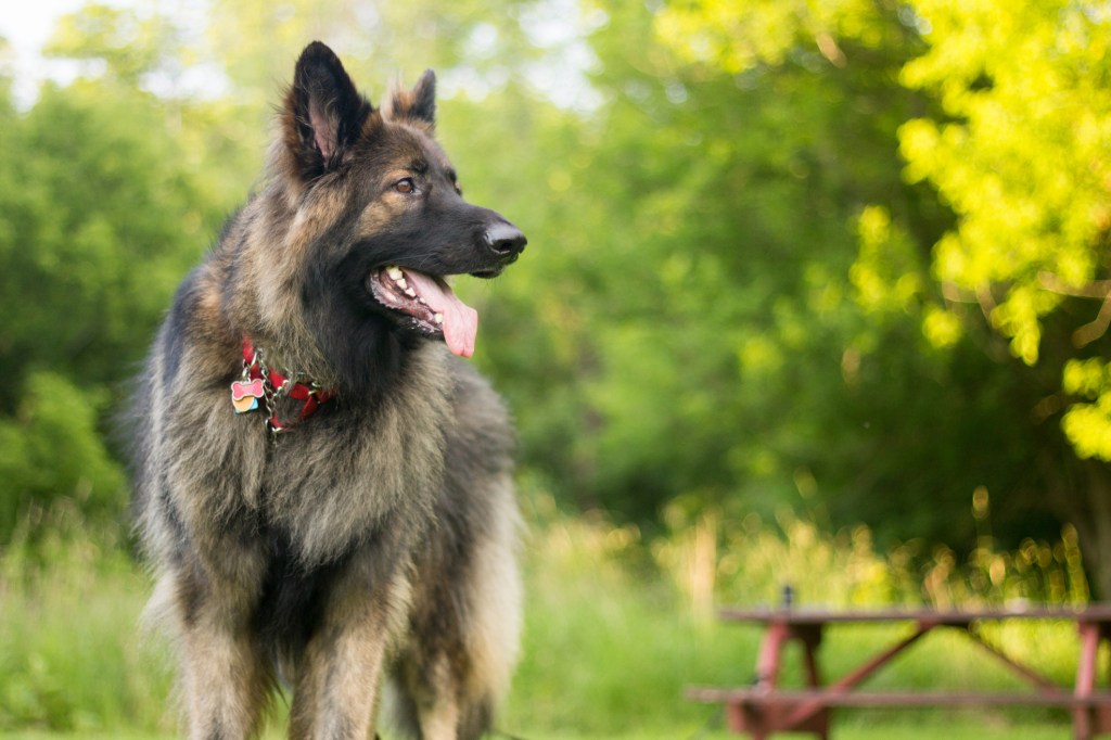 Shiloh Shepherd dog who looks like a wolf.