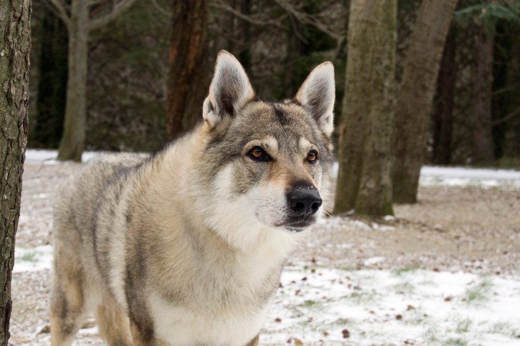 Portrait of a Czechoslovakian Wolfdog.