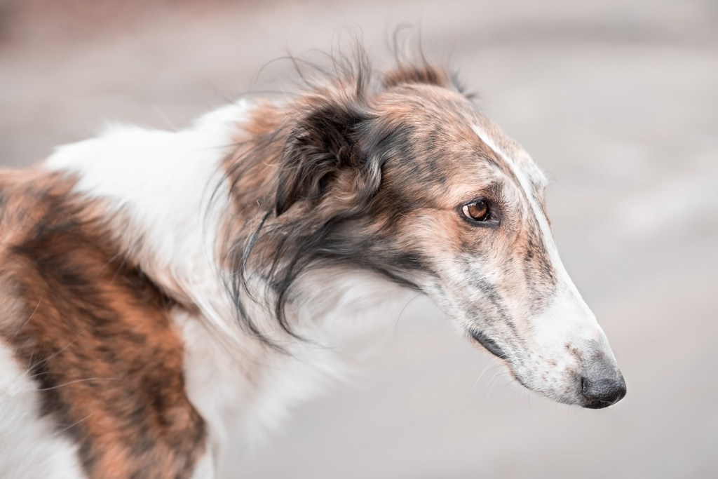 Close-up of Borzoi — Russian Wolfhound — looking away.