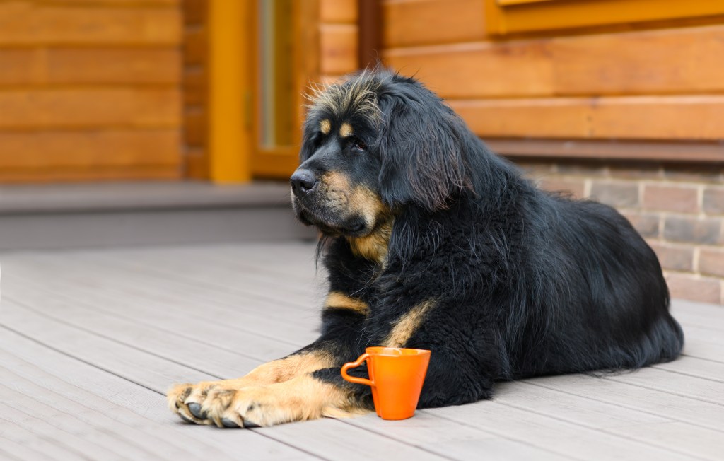 Bankhar dog on the porch of a wooden house with an orange mug of tea.