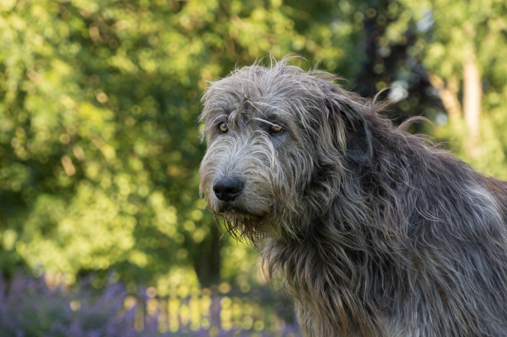 Portrait of an Irish Wolfhound.