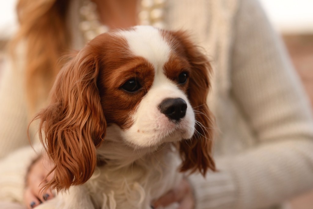 Cavalier King Charles Spaniel sentado no colo de uma mulher.