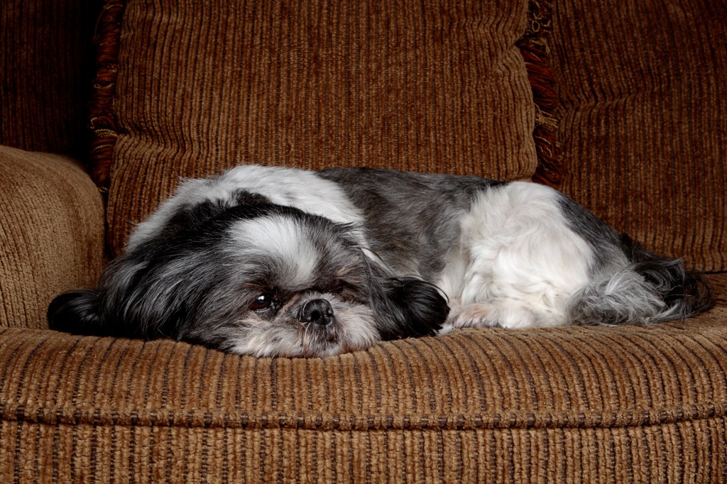 Um Shih Tzu descansando em um sofá marrom.