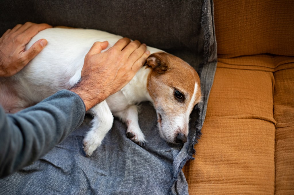 Un homme caresse son chien chez qui un souffle cardiaque a été diagnostiqué.