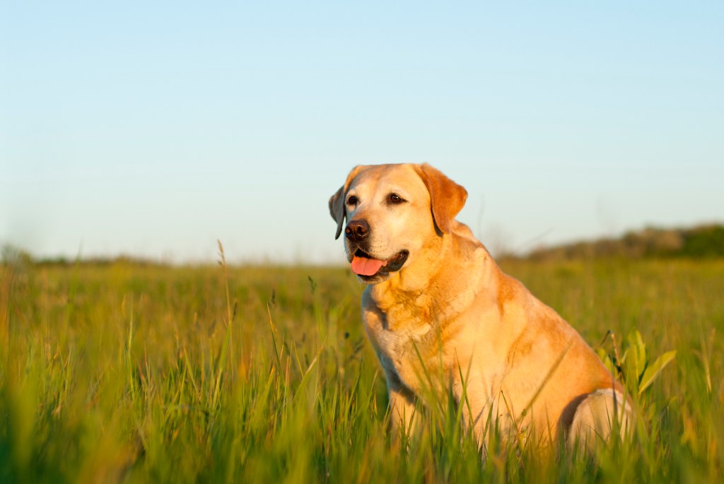 Labrador Retriever dog in a grassy field.