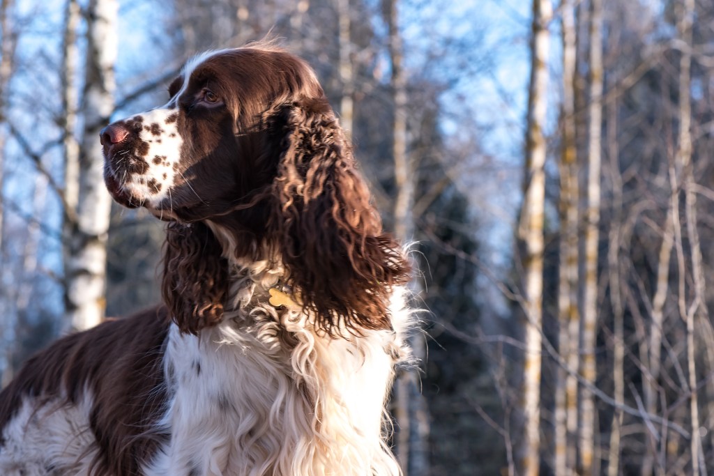 Close up of hunting dog breed English Springer Spaniel on background of winter forest and blue sky.