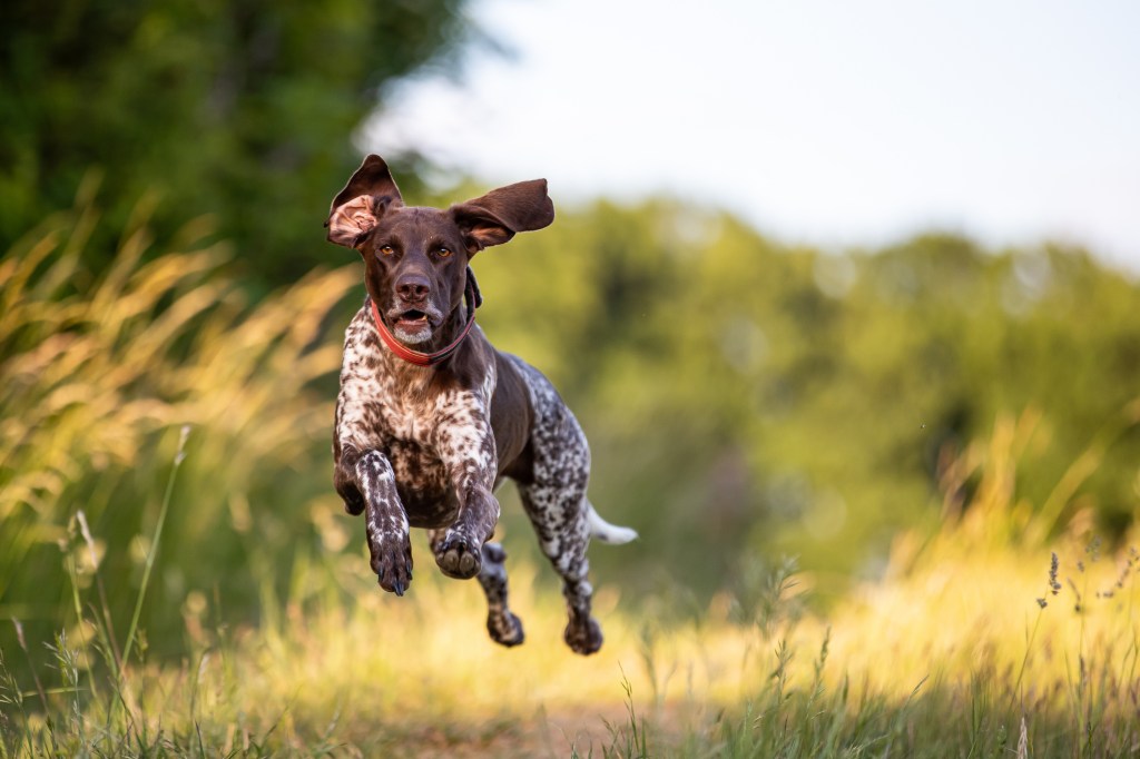 Portrait of German hunting dog running on field.
