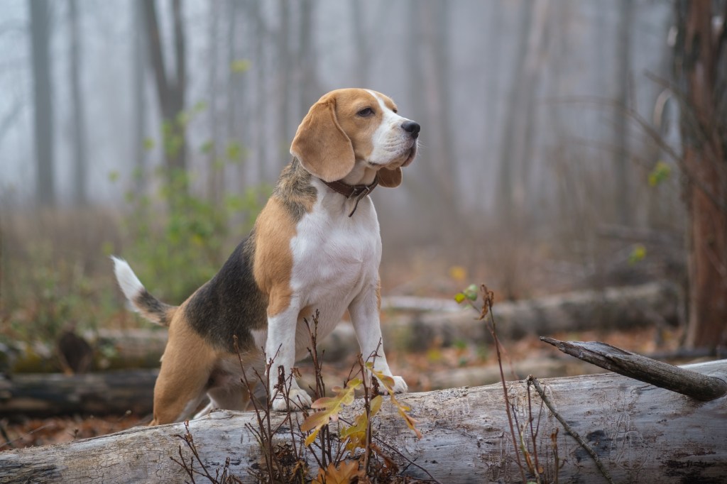 Beagle dog on the background of thick fog during a walk in the autumn park.