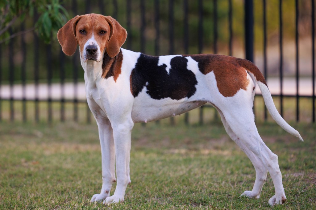 Portrait of American Foxhound — an excellent dog breed for hunting deer — standing on field.