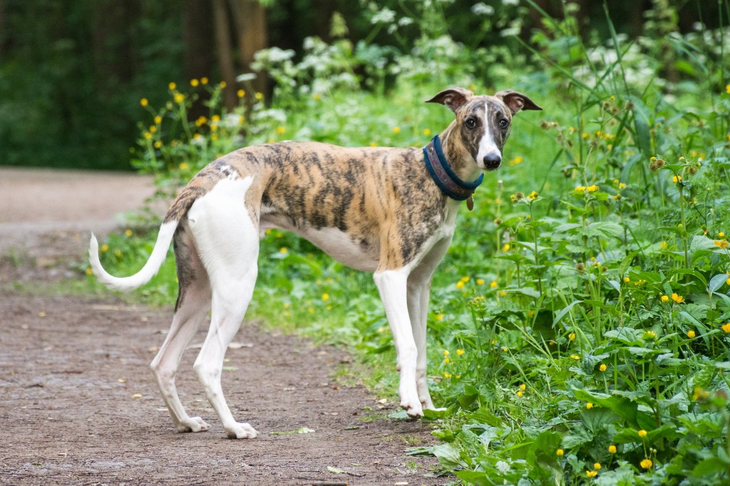 A Greyhound dog in a park.