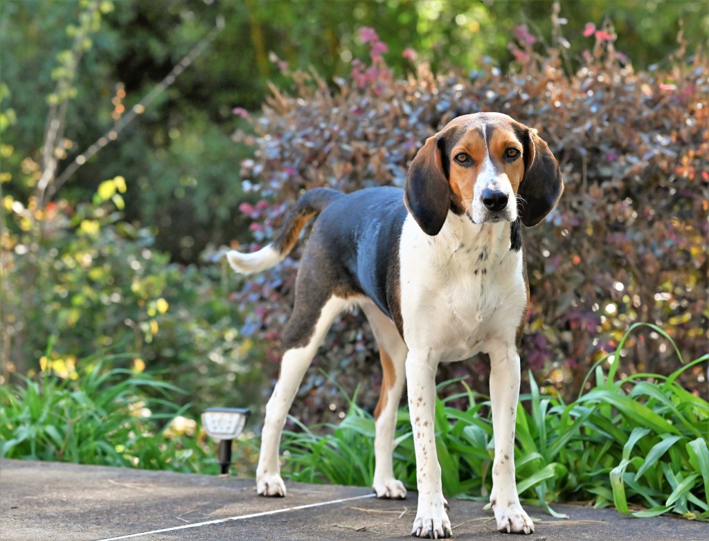 A purebred Treeing Walker Coonhound dog standing outdoors.